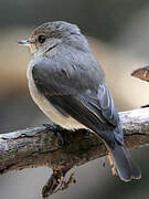 African Dusky Flycatcher