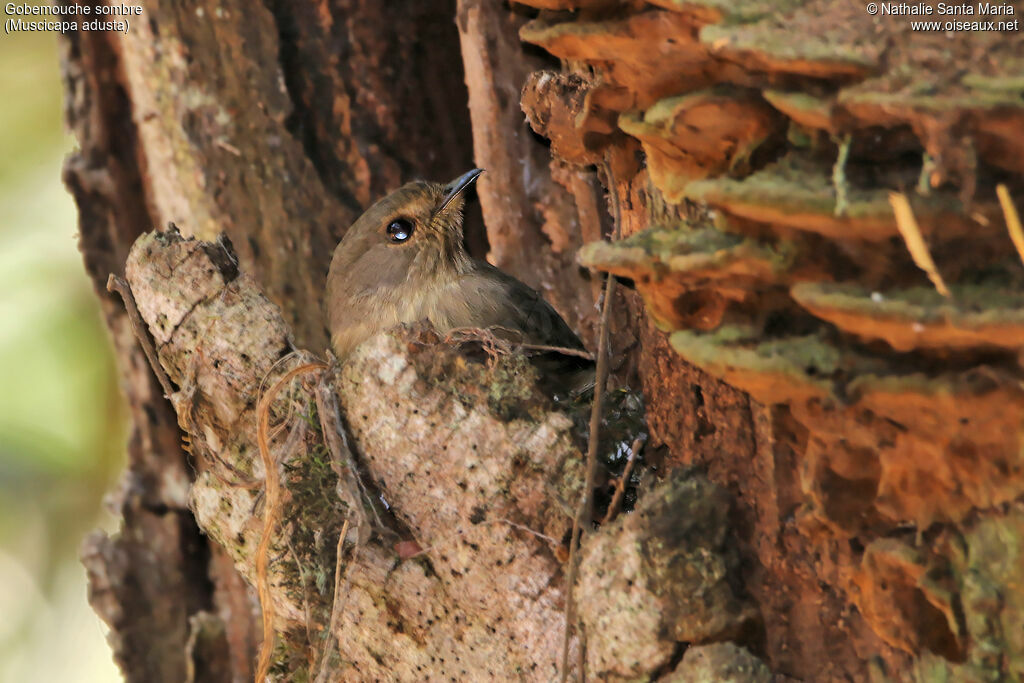 African Dusky Flycatcher female adult, identification, habitat, Reproduction-nesting