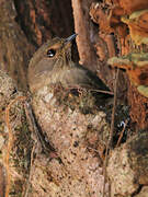 African Dusky Flycatcher