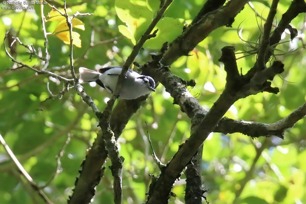 White-browed Gnatcatcheradult, identification