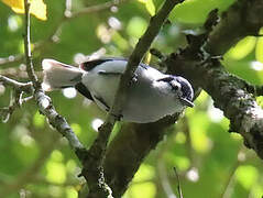 White-browed Gnatcatcher