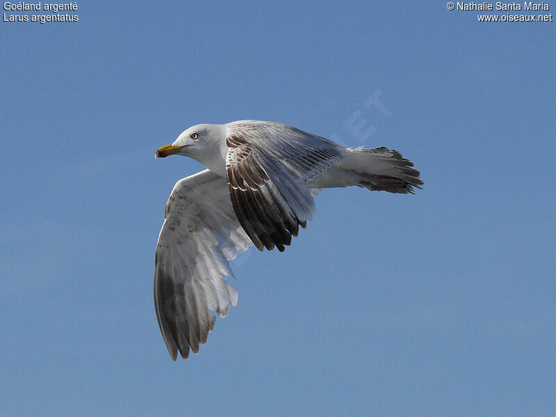 European Herring GullSecond year, identification, Flight