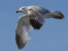 European Herring Gull