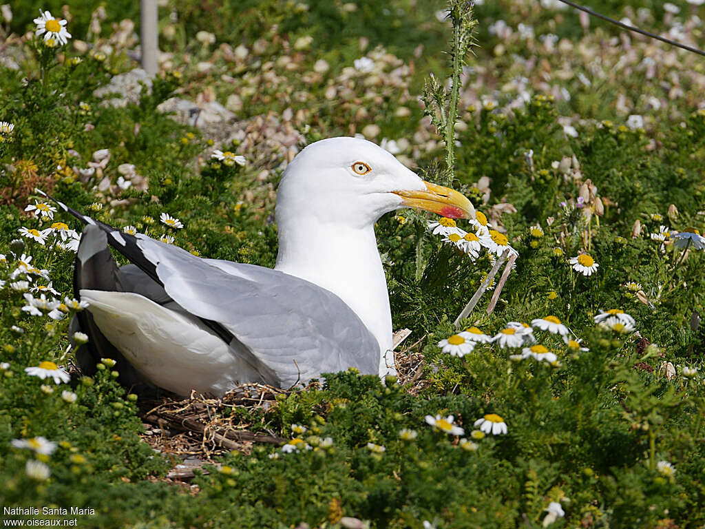 European Herring Gulladult, Reproduction-nesting