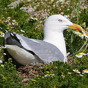 European Herring Gull