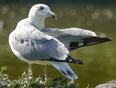 European Herring Gull