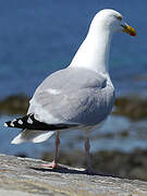 European Herring Gull