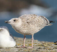 European Herring Gull