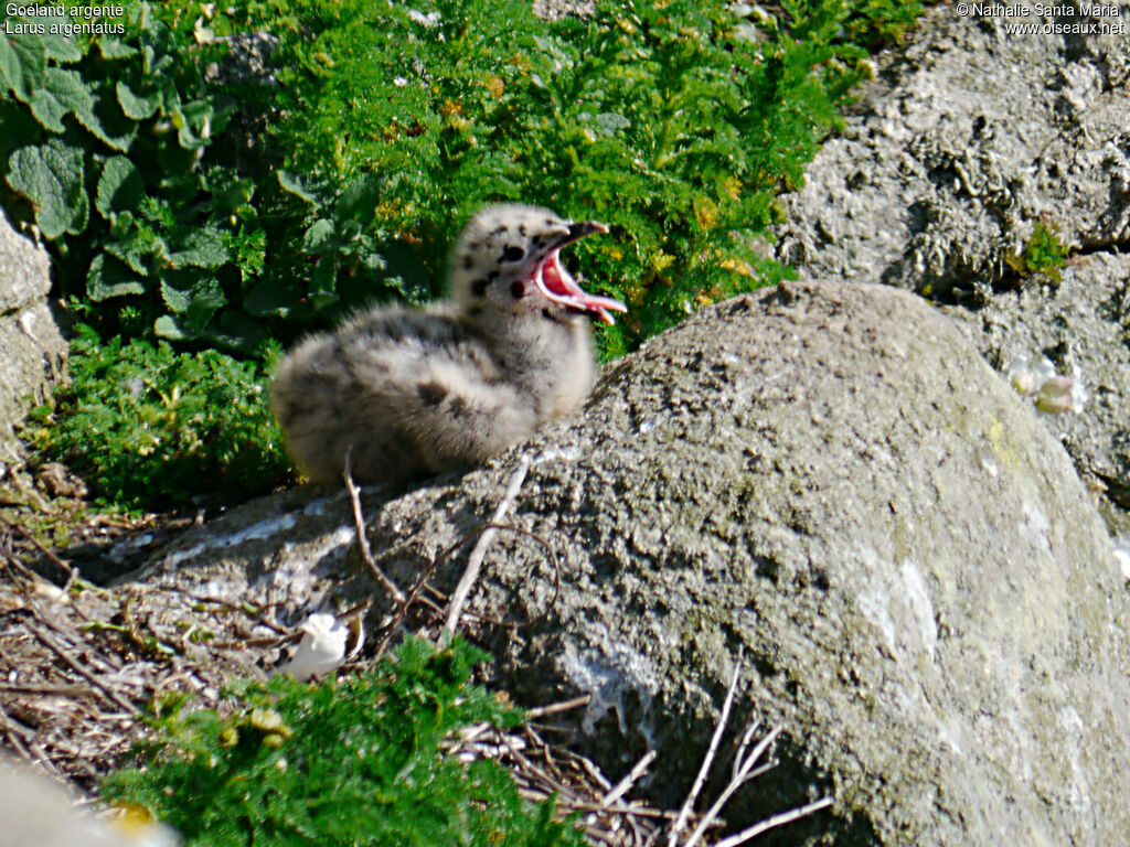 Goéland argentéPoussin