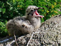 European Herring Gull