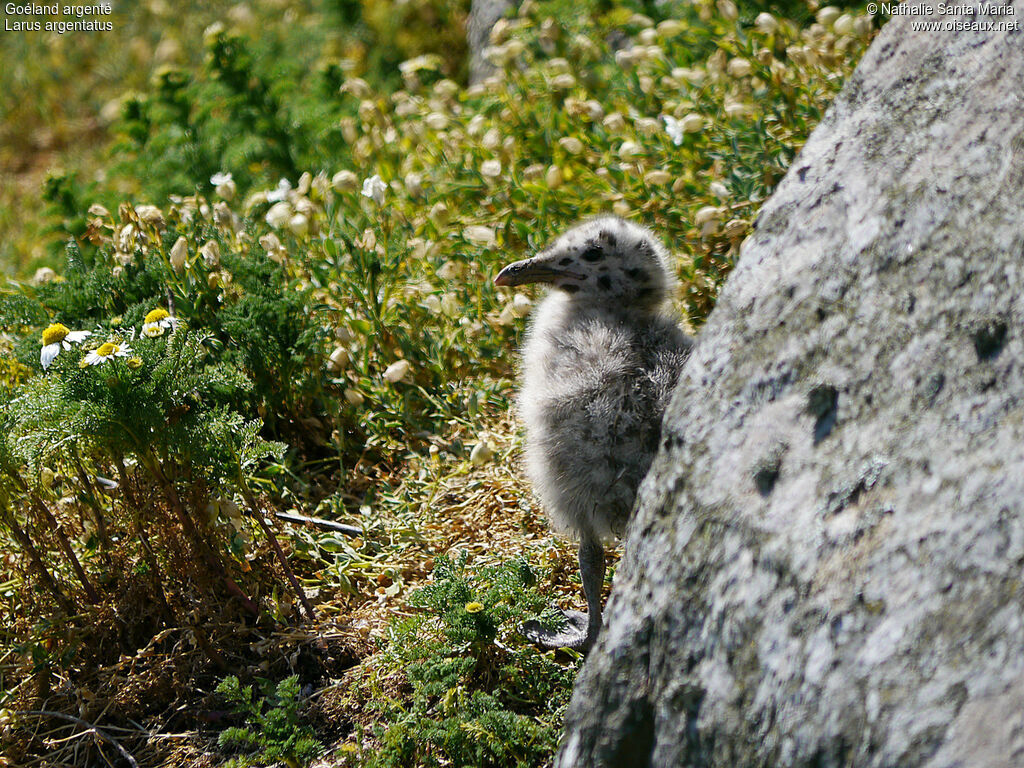 European Herring GullPoussin