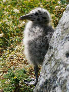 European Herring Gull