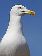 European Herring Gull