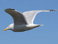 European Herring Gull