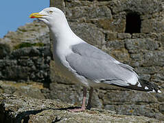 European Herring Gull