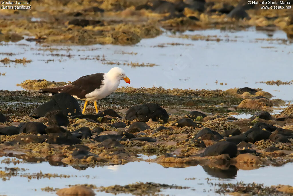 Pacific Gulladult, habitat, walking