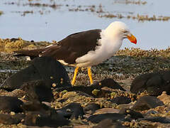 Pacific Gull