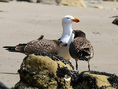 Pacific Gull