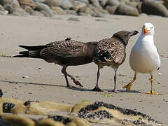 Pacific Gull