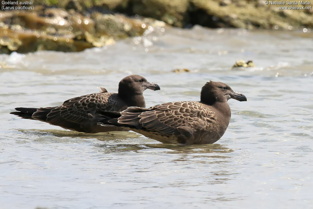 Pacific Gulljuvenile