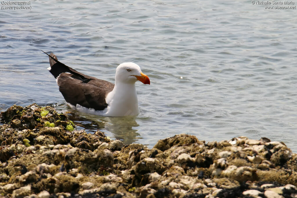 Pacific Gulladult