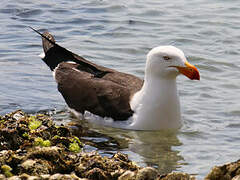 Pacific Gull