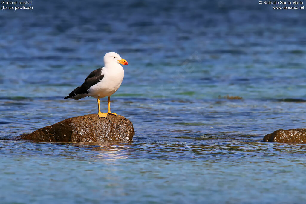 Pacific Gulladult breeding