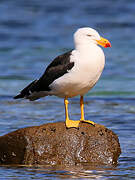 Pacific Gull