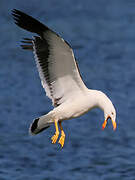 Pacific Gull