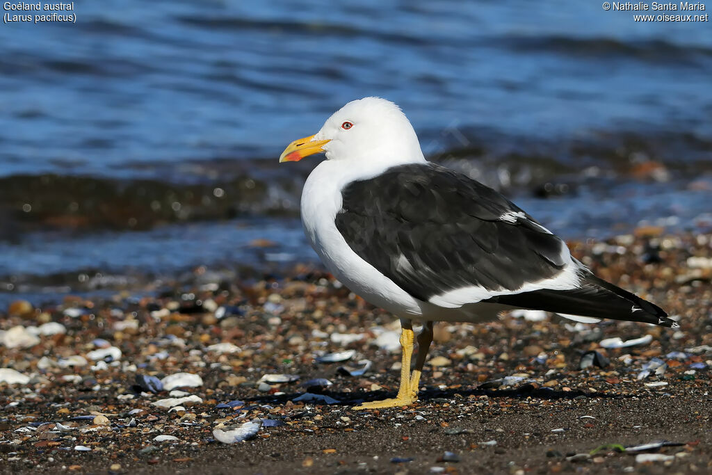 Pacific Gulladult, identification