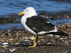 Pacific Gull