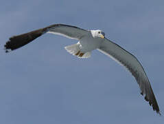 Lesser Black-backed Gull