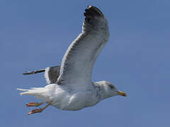 Lesser Black-backed Gull