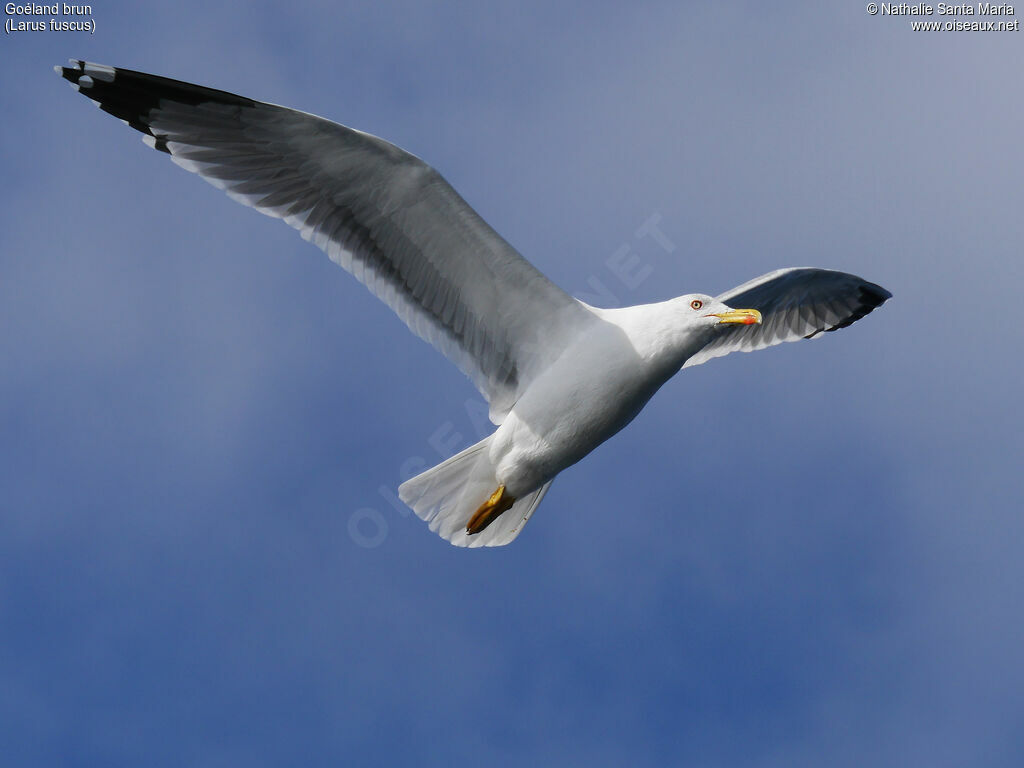 Lesser Black-backed Gulladult, identification, Flight