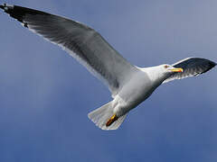 Lesser Black-backed Gull