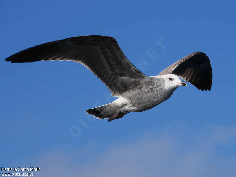 Lesser Black-backed GullSecond year, Flight