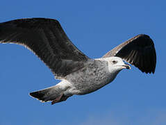 Lesser Black-backed Gull