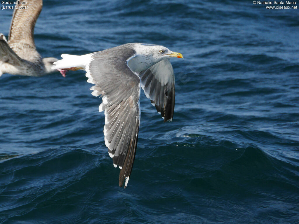 Goéland brunadulte internuptial, identification, Vol