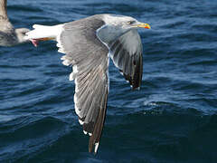 Lesser Black-backed Gull