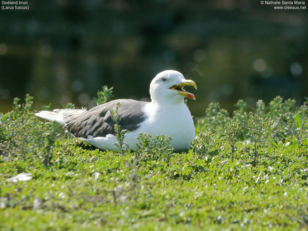 Goéland brunadulte, identification, Comportement