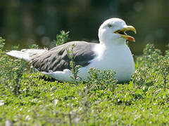 Lesser Black-backed Gull