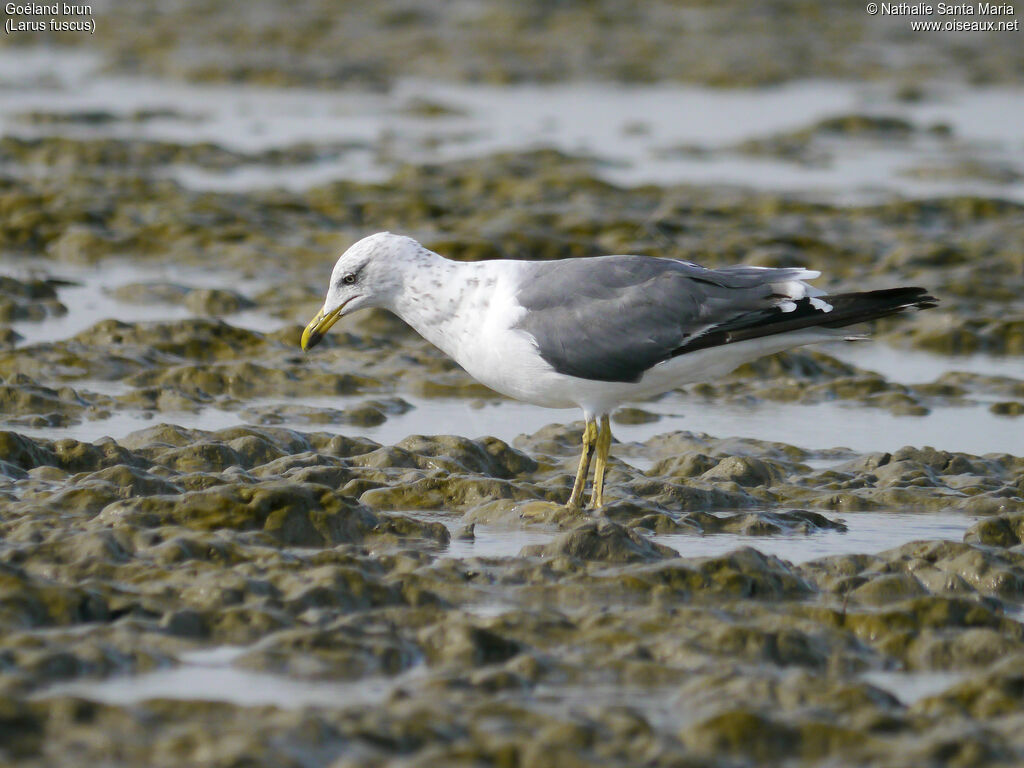 Lesser Black-backed Gulladult post breeding, identification, walking, fishing/hunting