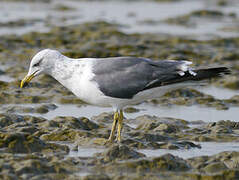 Lesser Black-backed Gull