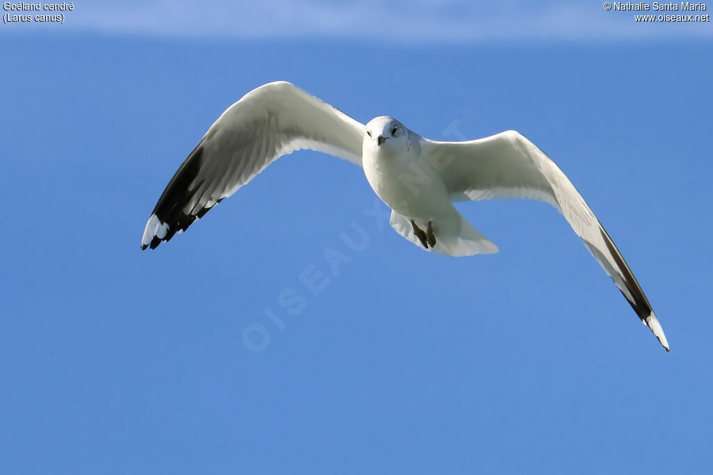 Common Gulladult post breeding, Flight