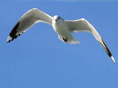 Common Gull