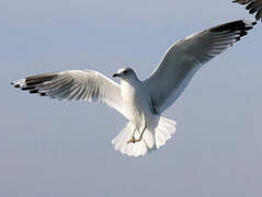 Common Gull