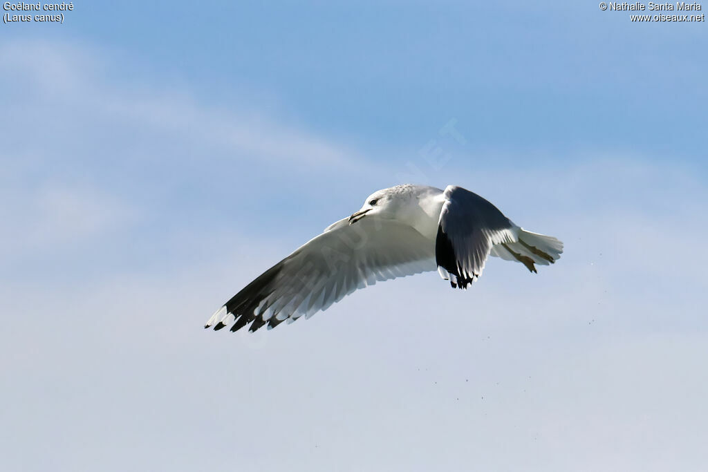 Common Gulladult post breeding, Flight