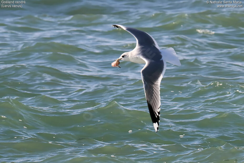 Common Gulladult post breeding, Flight, fishing/hunting