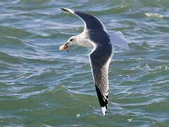 Common Gull