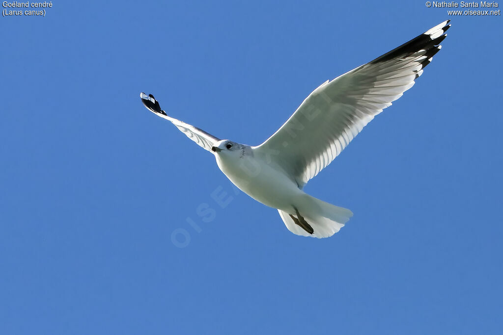 Common Gulladult post breeding, Flight